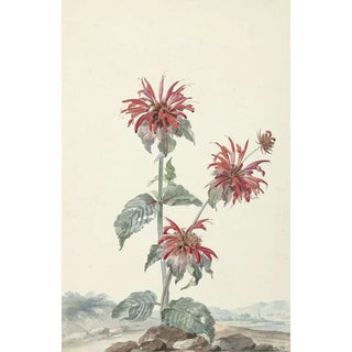 Aert Schouman - A Red Bergamot in a Landscape.webp