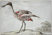 Una spatola rosa Platalea ajaja - Aert Schouman — vista dell’opera