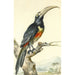 Un tucano Pteroglossus Aracari su un ramo - Aert Schouman — vista dell’opera
