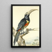 Un tucano Pteroglossus Aracari su un ramo - Aert Schouman — quadro incorniciato alla parete