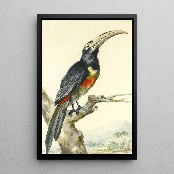 Aert Schouman - A Toucan Pteroglossus Aracari On A Branch.webp