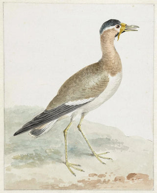 Aert Schouman - A Yellowwattled Lapwing.webp
