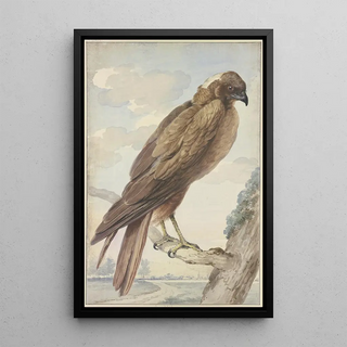 Aert Schouman - A kite.webp