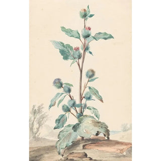 Aert Schouman - Distel.webp