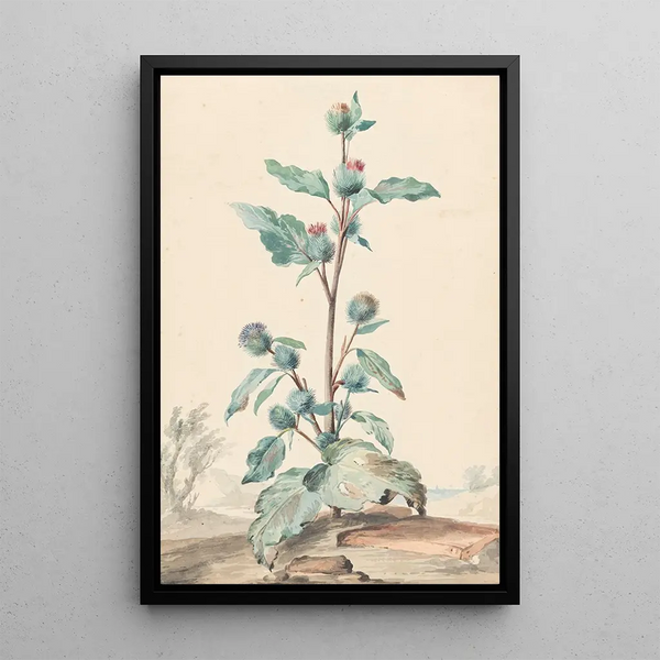 Aert Schouman - Distel.webp