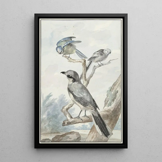 Aert Schouman - Drie vogels een Staartmees een Pimpelmees en een Klapekster of Grote Klauwier.webp