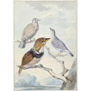 Aert Schouman - Drie vogels twee Incaduiven en een gekraagde baardkoekoek.webp