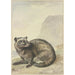 Un étrange chat viverrin - Aert Schouman — vista dell’opera