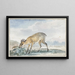 Guinée Jufferbokje ou Sylvicapra Grimmia - Aert Schouman — quadro incorniciato alla parete