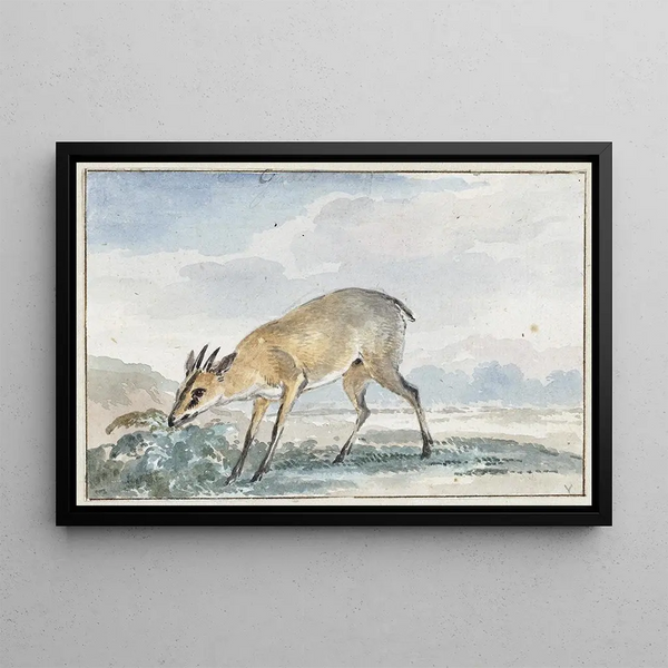 Aert Schouman - Guinees Jufferbokje of Sylvicapra Grimmia.webp