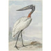 Jabiru Jabiru mycteria - Aert Schouman — vista dell’opera