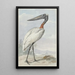 Jabiru Jabiru mycteria - Aert Schouman — quadro incorniciato alla parete