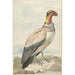 Vautour pape Sarcoramphus papa - Aert Schouman — vista dell’opera