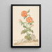 Riproduzione del dipinto Lychnis fiore di cuculo arancione in un paesaggio - Aert Schouman