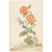 Riproduzione del dipinto Lychnis fiore di cuculo arancione in un paesaggio - Aert Schouman