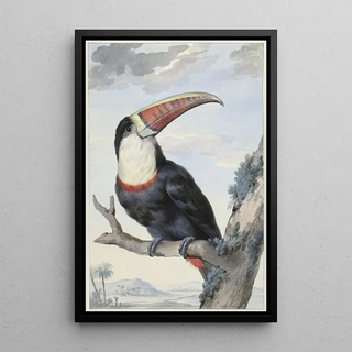 Aert Schouman - Redbilled Toucan.webp