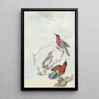 Aert Schouman - Three Crimson Sunbirds.webp