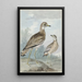 Due aironi - Aert Schouman — quadro incorniciato alla parete