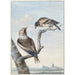 Due uccelli un gros-bec Coccothraustes coccothraustes e un fringillide del Nord Fringilla montifringilla - Aert Schouman — vista dell’opera