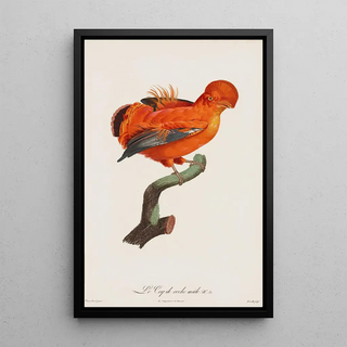 After Jacques Barraband - Le Coq De Roche Male Male CockOfThe Rock.webp
