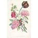 Riproduzione del dipinto Mazzo di tulipani, peonie e un ramo di melo - Dopo Jean Louis Prévost