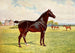 Double campione stallone pony Berkeley Modello - Dopo Penry Powell Palfrey — vista dell’opera