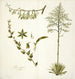 Agave foetida - Nikolaus Joseph Freiherr von Jacquin — vista dell’opera