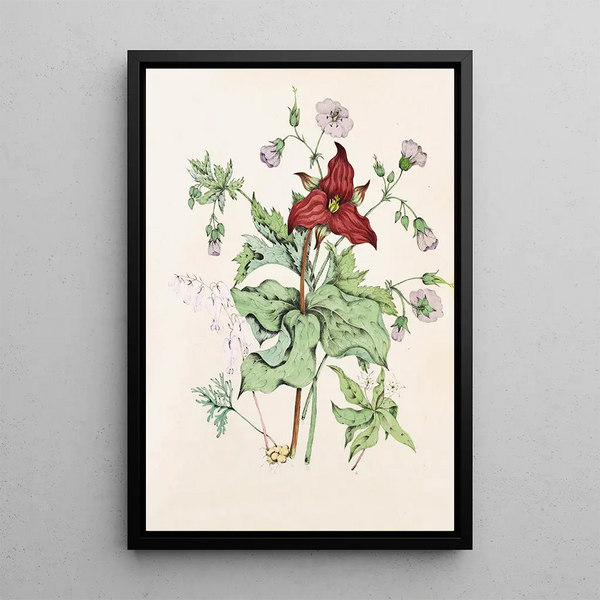 Agnes Fitzgibbon - Squirrel Corn Purple Trillium Wild Cranes Bill Star Flower Chickweed.webp