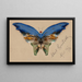 Papillon blu - Albert Bierstadt — quadro incorniciato alla parete