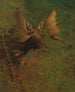 Studio di un alce - Albert Bierstadt — vista dell’opera