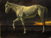 Cavallo bianco e tramonto - Albert Bierstadt — vista dell’opera