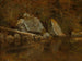 Montagne Bianche, Lago Écho - Albert Bierstadt — vista dell’opera