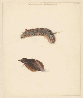 Albertus Steenbergen - Studieblad met rups en nachtvlinders Lasiocampa Quireifolia.webp