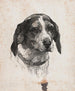 Una testa di cane - Alexander Blom — vista dell’opera