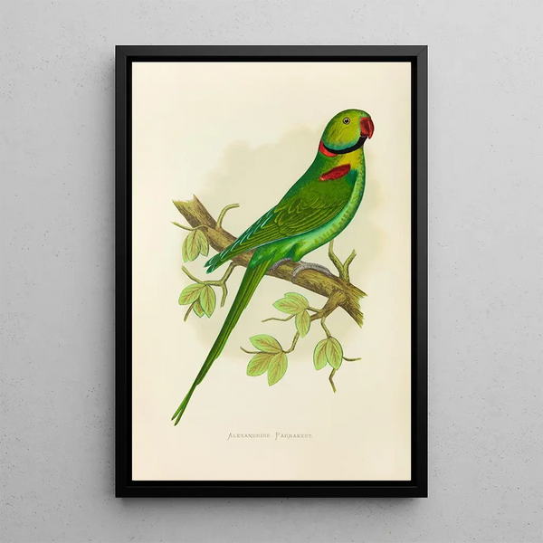 Alexander Francis Lydon - Alexandrine Parrakeet.webp