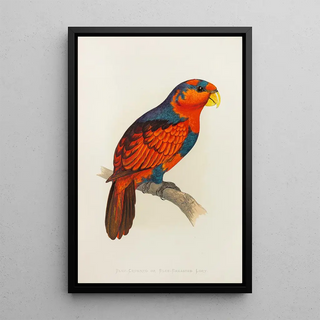 Alexander Francis Lydon - BlueCrowned or BlueBreasted Lory.webp