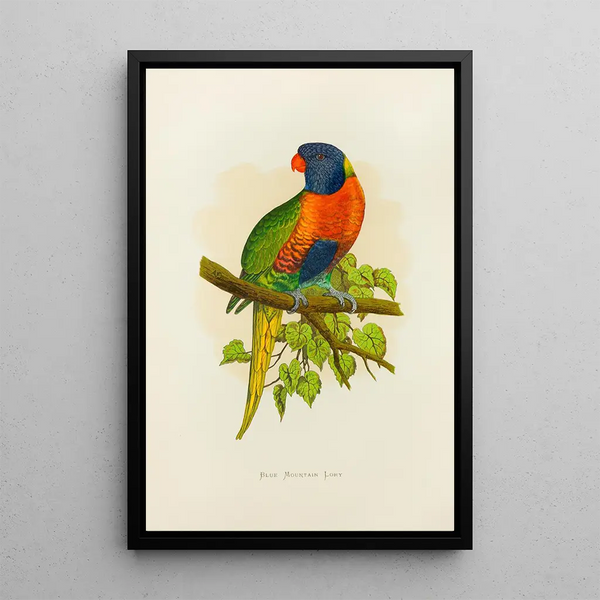 Alexander Francis Lydon - Blue Mountain Lory.webp