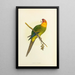 Riproduzione del dipinto Perruche di Caroline o Conure - Alexander Francis Lydon