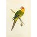Riproduzione del dipinto Perruche di Caroline o Conure - Alexander Francis Lydon