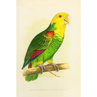 Alexander Francis Lydon - DoubleFronted or Le Vaillants Amazon.webp