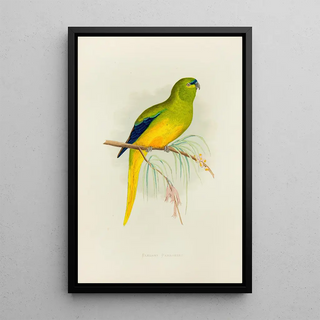 Alexander Francis Lydon - Elegant Parrakeet.webp