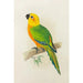 Conure de Jendaya - Alexander Francis Lydon — vista dell’opera