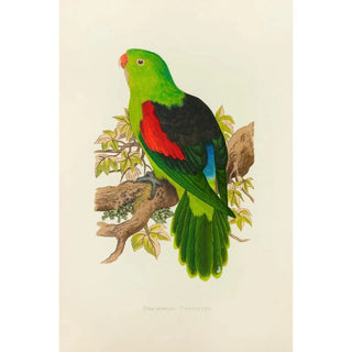 Alexander Francis Lydon - RedWinged Parrakeet.webp