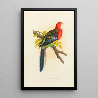 Alexander Francis Lydon - RoseHill or Rosella Parrakeet.webp