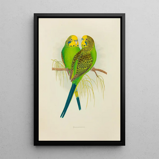Alexander Francis Lydon - Undulated Grass Parrakeet or Budgerigar.webp