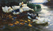 Anatre con paperotti nell'acqua - Alexander Koester — vista dell’opera