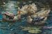 Cinque anatre colorate nell'acqua blu delle ninfee - Alexander Koester — vista dell’opera