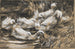 Sei Anatre sul Bordo della Canne - Alexander Koester — vista dell’opera