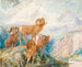 Muflone dei Big Horn - Alexander Phimister Proctor — vista dell’opera
