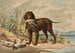 Retriever a pelo riccio in piedi, anatra colvert in bocca, altre tre anatre a terra - Alexander Pope Jr — vista dell’opera